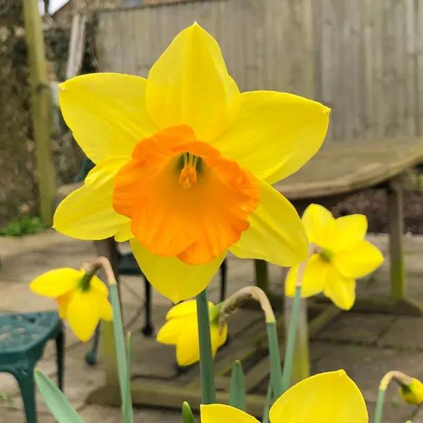 Red Devon Daffodil (Narcissus Red Devon) Hero Img